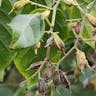 アサガラ（麻殻） (Pterostyrax corymbosus)-i