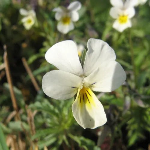 マキバスミレ（牧場菫） (Viola arvensis)-i