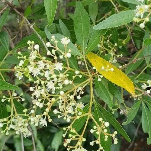 New south wales christmasbush (Ceratopetalum gummiferum)-i