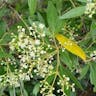 New south wales christmasbush (Ceratopetalum gummiferum)-i