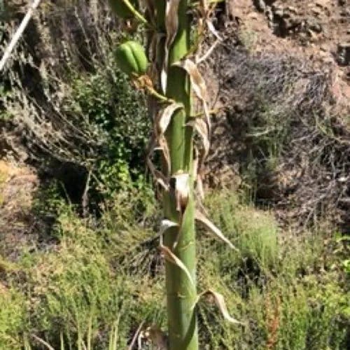 Soaptree yucca (Yucca elata)-i