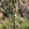 Soaptree yucca (Yucca elata)-i