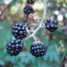 Elm-leaf blackberry (Rubus ulmifolius)-i