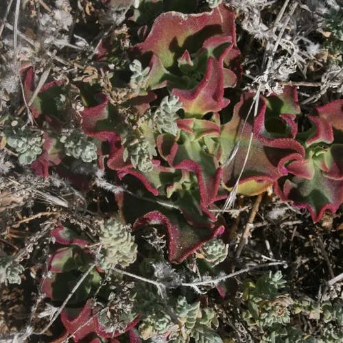 Common iceplant (Mesembryanthemum crystallinum)-i