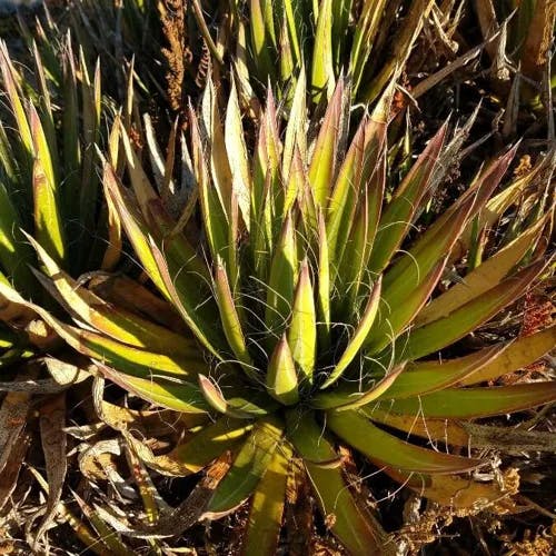 Thread agave (Agave filifera)-i