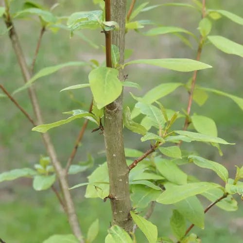 ドロノキ（泥木） (Populus suaveolens)-i