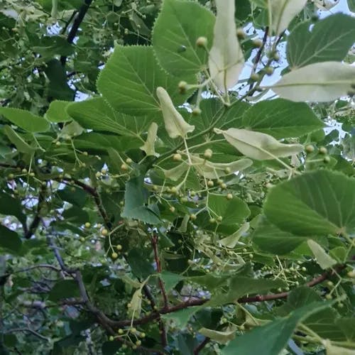 Hungarian silver linden (Tilia tomentosa)-i