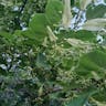 Hungarian silver linden (Tilia tomentosa)-i