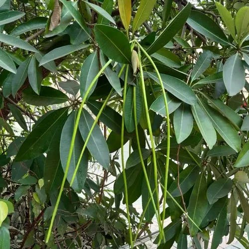 ジタノキ（ジタの木） (Alstonia scholaris)-i