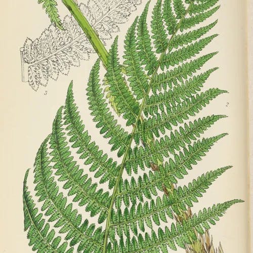 メシダ (Athyrium filix-foemina)-i