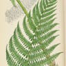 メシダ (Athyrium filix-foemina)-i