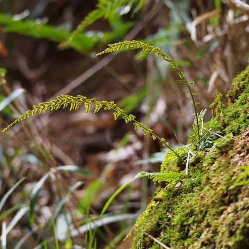 トラノオシダ（虎尾羊歯） (Asplenium incisum)-i