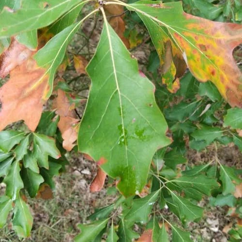 Bear oak (Quercus ilicifolia)-i