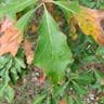 Bear oak (Quercus ilicifolia)-i