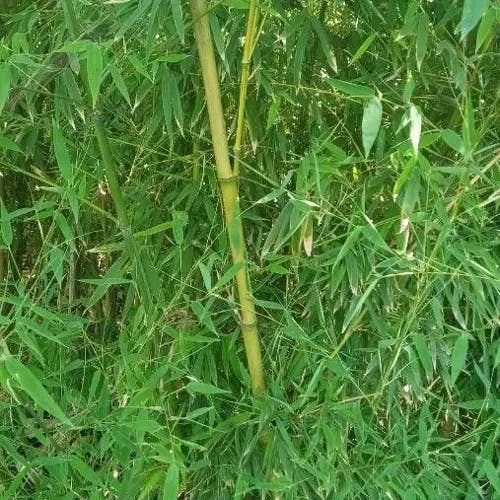 ホテイチク（布袋竹） (Phyllostachys aurea)-i