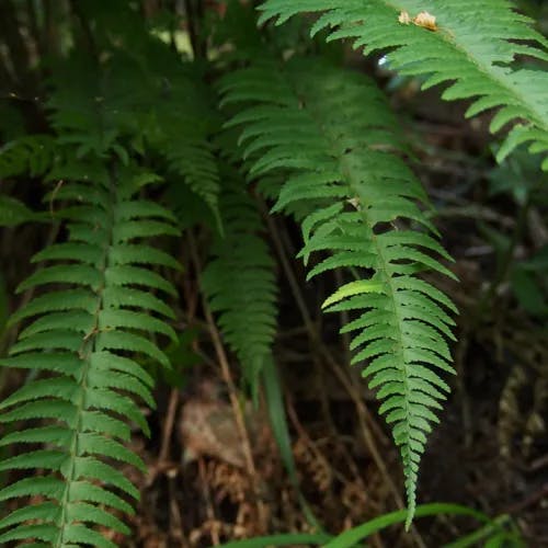 ジュウモンジシダ（十文字羊歯） (Polystichum tripteron)-i