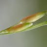 オオクサキビ（大草黍） (Panicum dichotomiflorum)-i