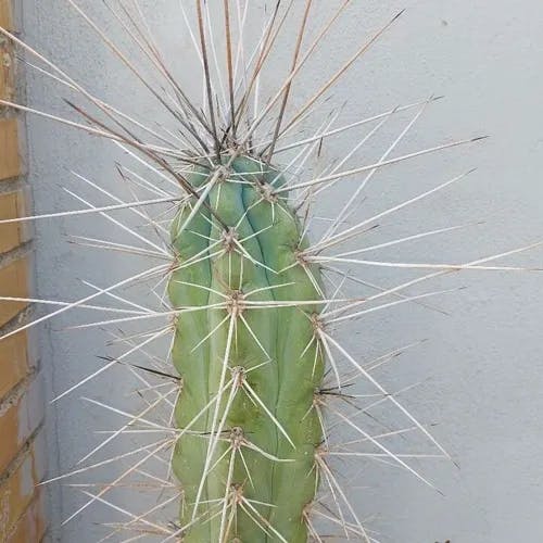 Toothpick cactus (Stetsonia coryne)-i