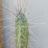 Toothpick cactus (Stetsonia coryne)-i