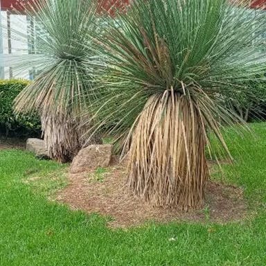 Grass tree