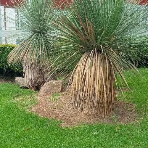 Grass tree (Xanthorrhoea glauca)-i