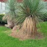 Grass tree (Xanthorrhoea glauca)-i