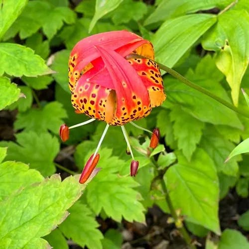 Panther lily (Lilium pardalinum)-i