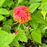 Panther lily (Lilium pardalinum)-i