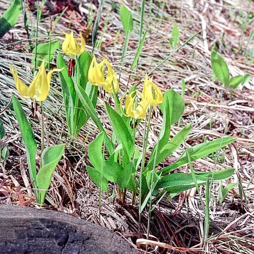 Avalanche-lily (Erythronium grandiflorum)-i