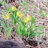 Avalanche-lily (Erythronium grandiflorum)-i