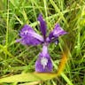 Toughleaf iris (Iris tenax)-i