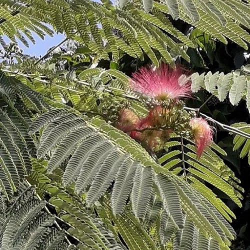 ネムノキ（合歓木） (Albizia julibrissin)-i