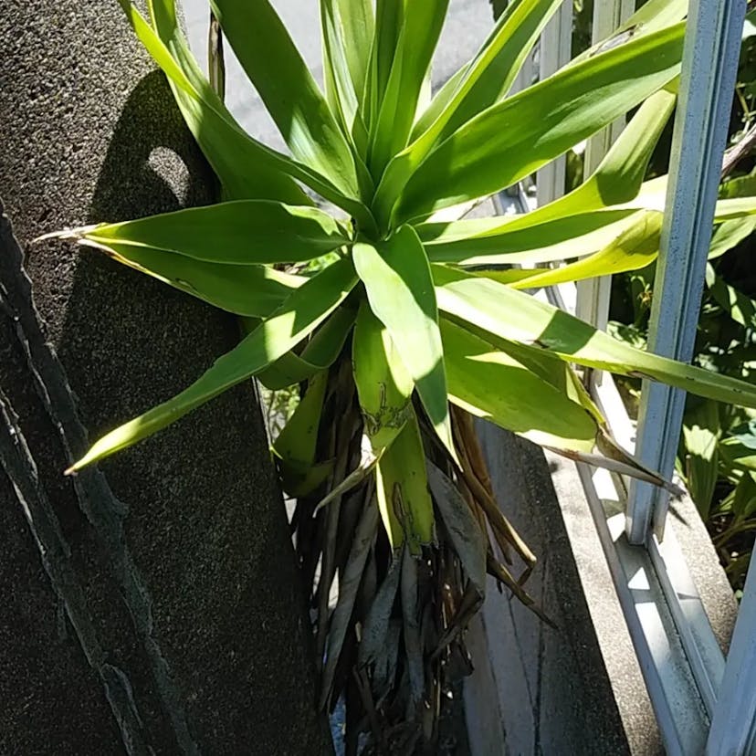 センジュラン（千寿蘭） (Yucca aloifolia)-i