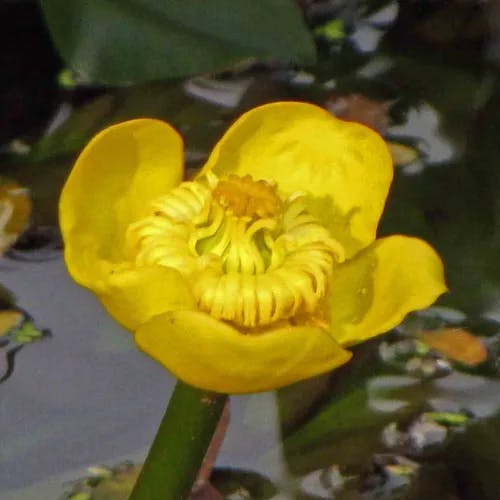 コウホネ（河骨） (Nuphar japonica)-i