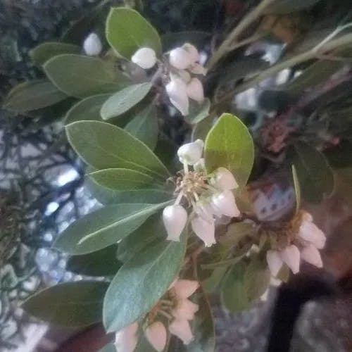 Whiteleaf manzanita (Arctostaphylos manzanita)-i