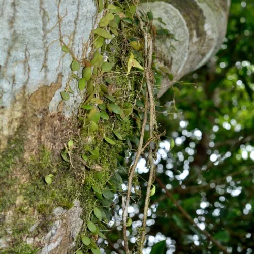 マメヅタラン（豆蔦蘭） (Bulbophyllum drymoglossum)-i