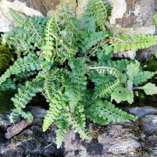 アオチャセンシダ（青茶筅シダ） (Asplenium viride)-i