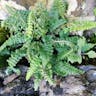 アオチャセンシダ（青茶筅シダ） (Asplenium viride)-i