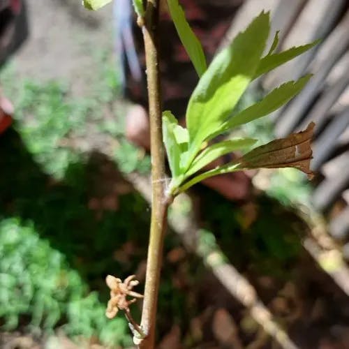 コデマリ（小手毬） (Spiraea cantoniensis)-i