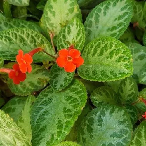 Flame-violet (Episcia cupreata)-i