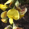 Rattlebox (Crotalaria retusa)-i