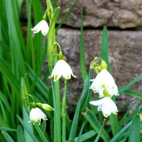 Loddon-lily (Leucojum aestivum)-i