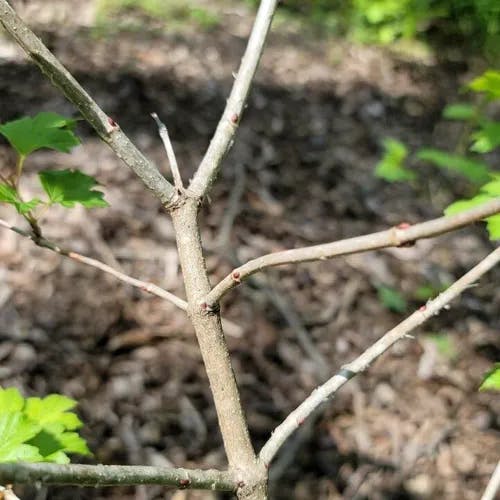 Chinese snowball (Viburnum macrocephalum)-i