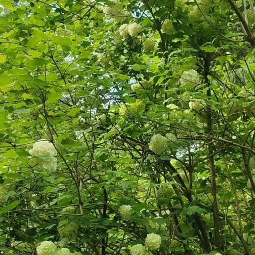 Chinese snowball (Viburnum macrocephalum)-i