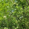 Chinese snowball (Viburnum macrocephalum)-i