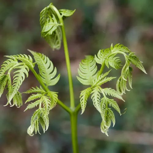 ナチシダ（那智羊歯） (Pteris wallichiana)-i