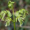 ナチシダ（那智羊歯） (Pteris wallichiana)-i