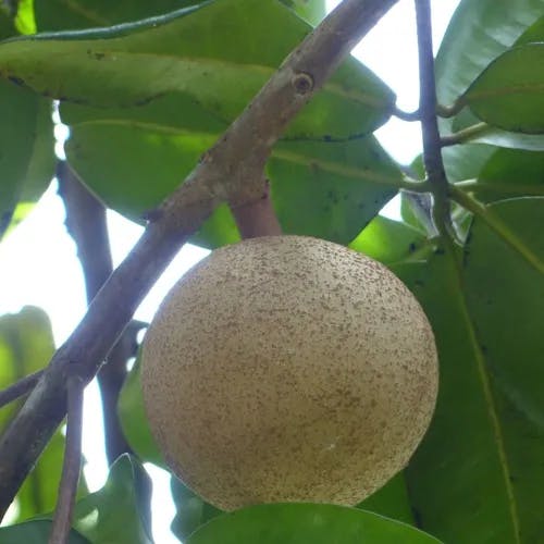 Tropical-apricot (Mammea americana)-i