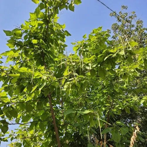 キササゲ（木豇豆） (Catalpa ovata)-i