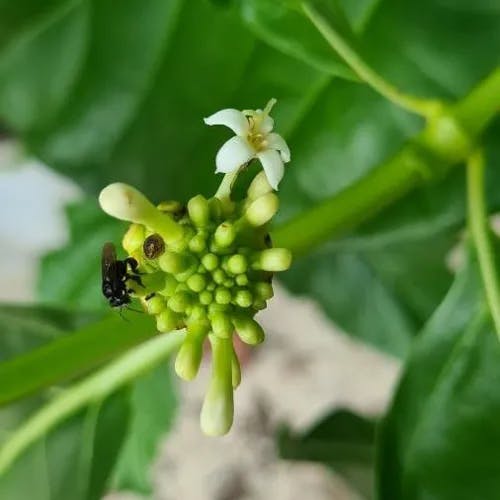 ヤエヤマアオキ（八重山青木） (Morinda citrifolia)-i